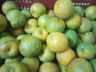 Waris-Fruit-Company-In-Neemuch